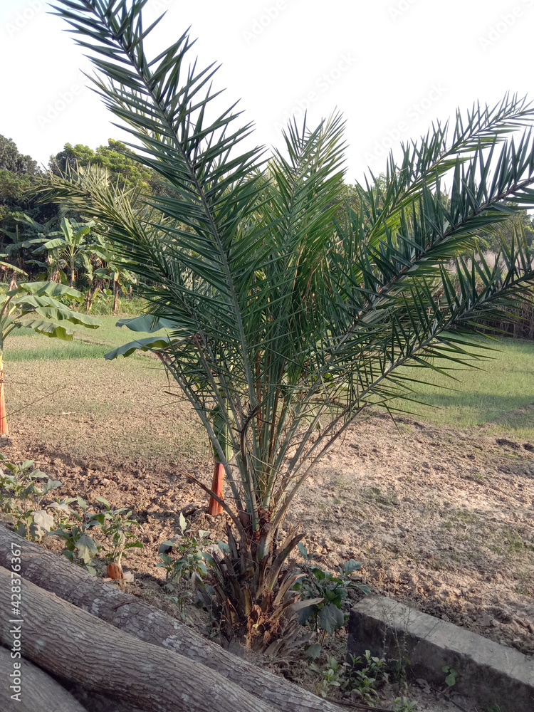date palm tree on firm