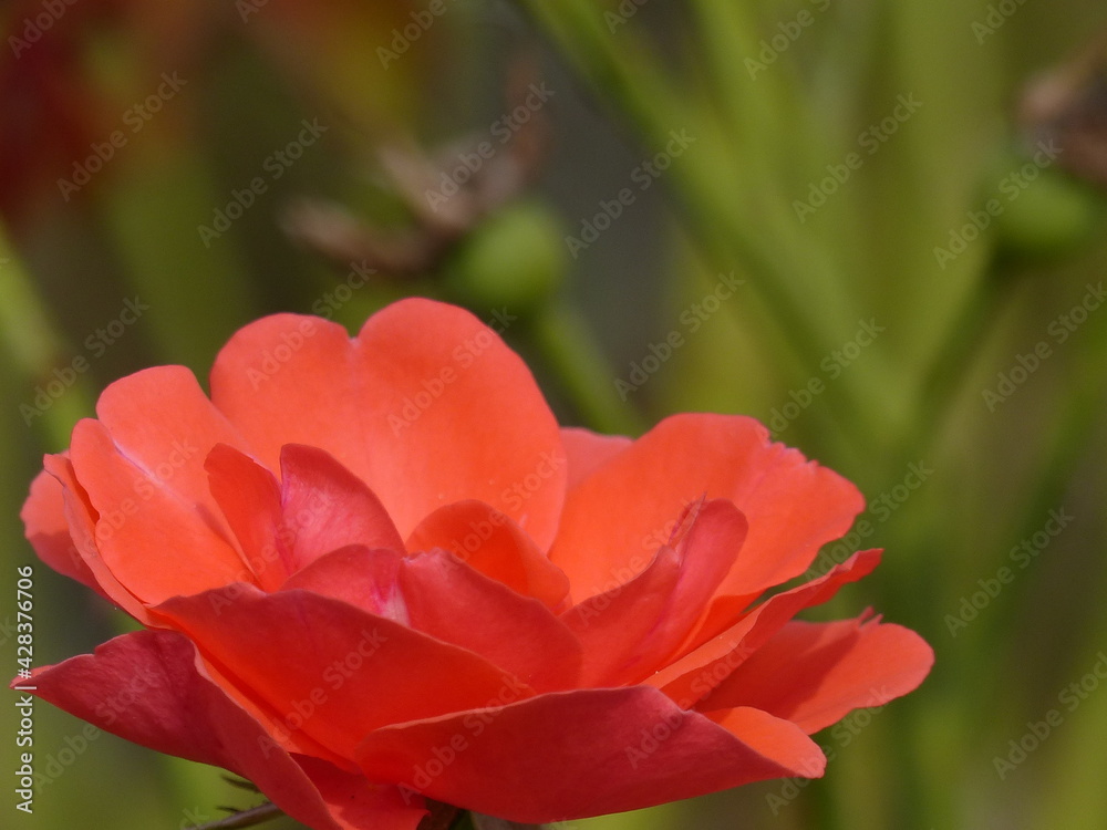 Garden rose in the summer sun. Garden rose in the summer sun.