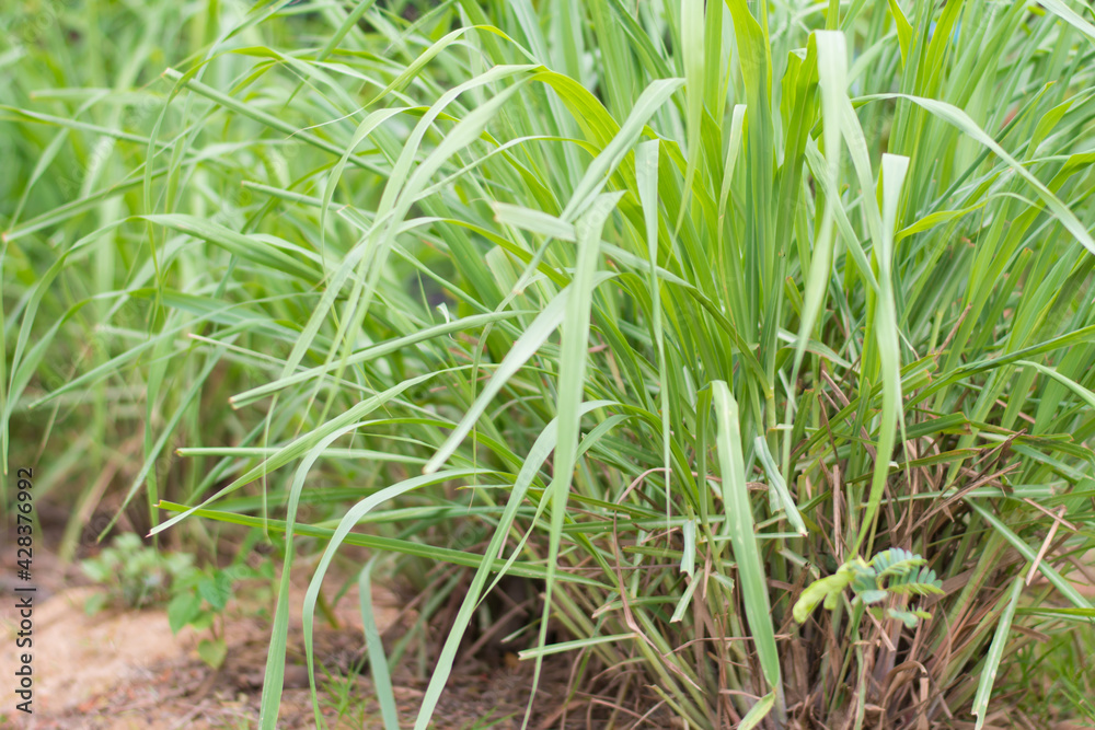Lemon Grass outdoor background,Lemon grass plant leaf background.Herb plant,Lemon Grass Lemon Grass outdoor background,Lemon grass plant leaf background.Herb plant,Lemon Grass