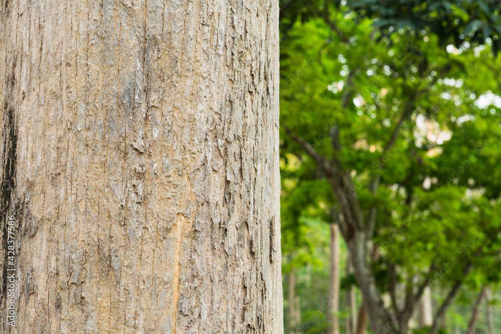 Obraz premium Selective focus.Teak Tree in Thailand precious hardwoods one of the last major areas of tropical forest in Asia