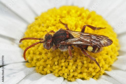Closeup shot of a Nomada ruficornis bee sitting on a flower photo