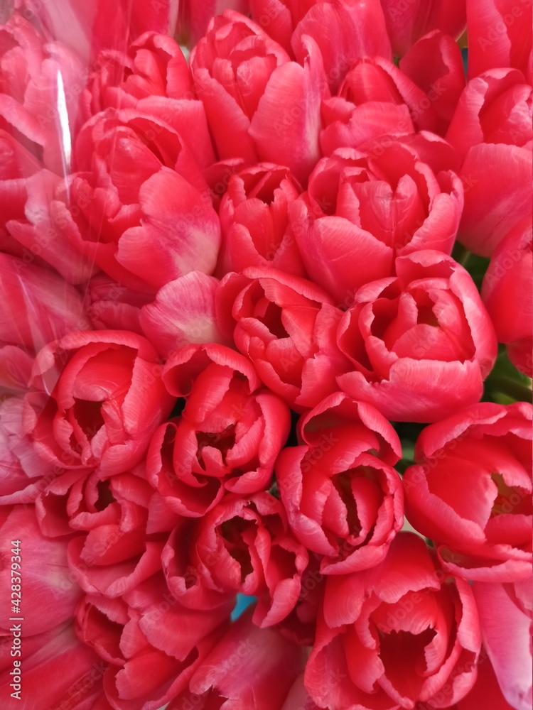 Tulips. Red flowers. Background. Flora Tulips. Red flowers. Background. Flora