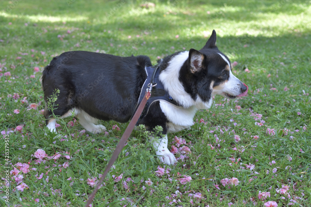 花びらまじりの草の上を散歩する黒いコーギー犬