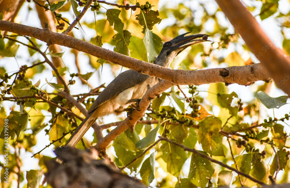 The Indian grey hornbill (Ocyceros birostris) bird in the tree The Indian grey hornbill (Ocyceros birostris) bird in the tree