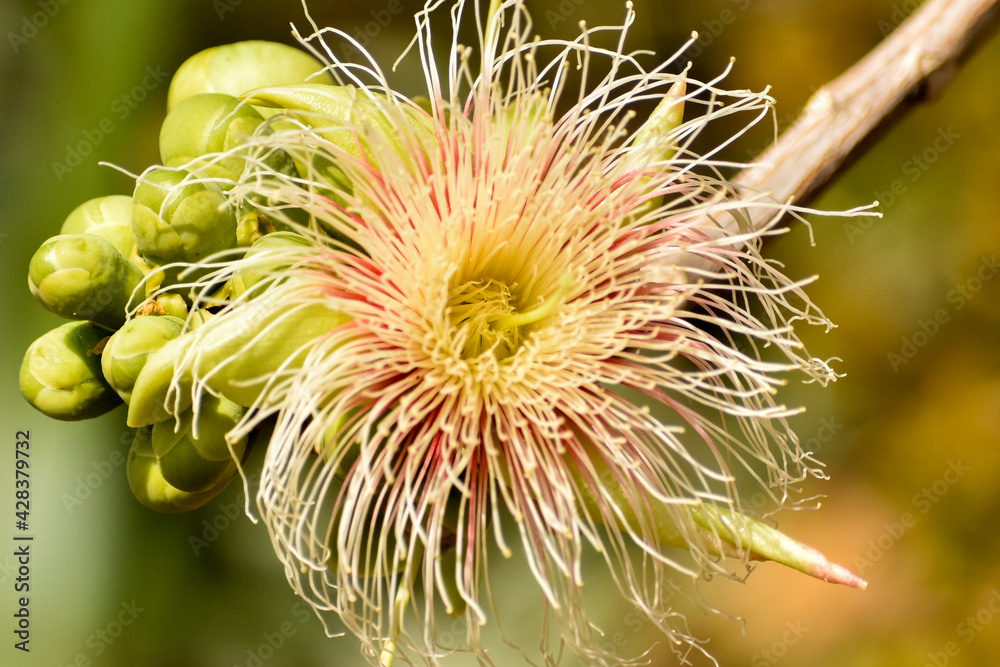 Beautiful Flower of Kumbhi (Careya arborea) Beautiful Flower of Kumbhi (Careya arborea)
