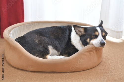 犬用ベッドでリラックスする黒いコーギー犬