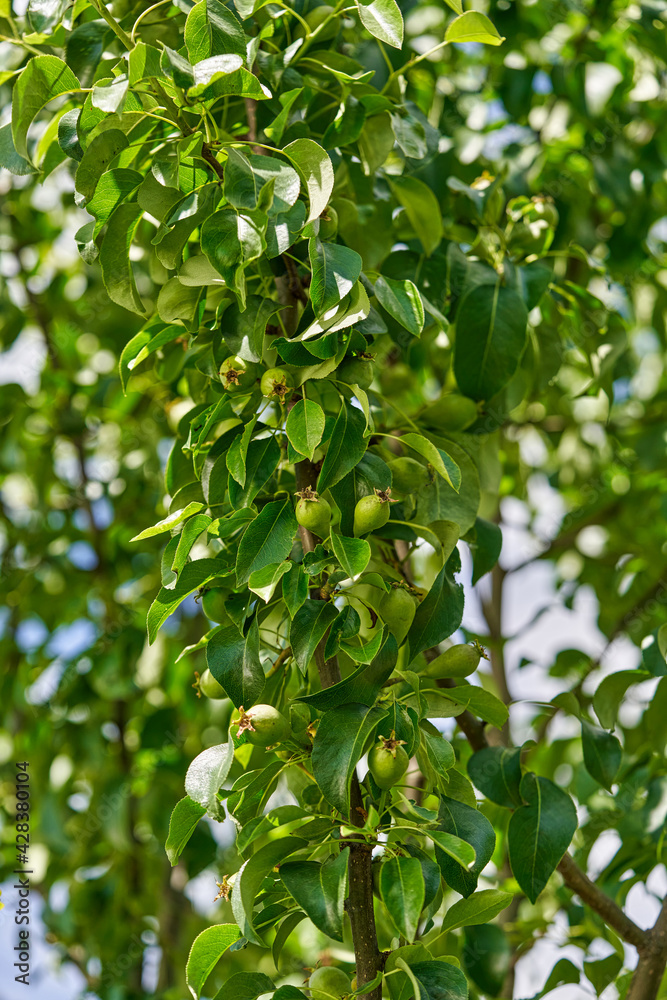 Unripe green pear on tree branches, Pear tree, Summer orchard