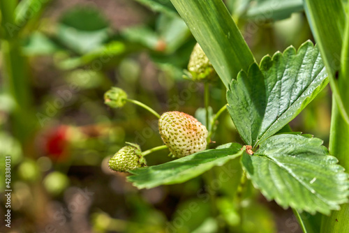 Strawberry ripens in the garden, strawberry bush with green unripe berry © vizland