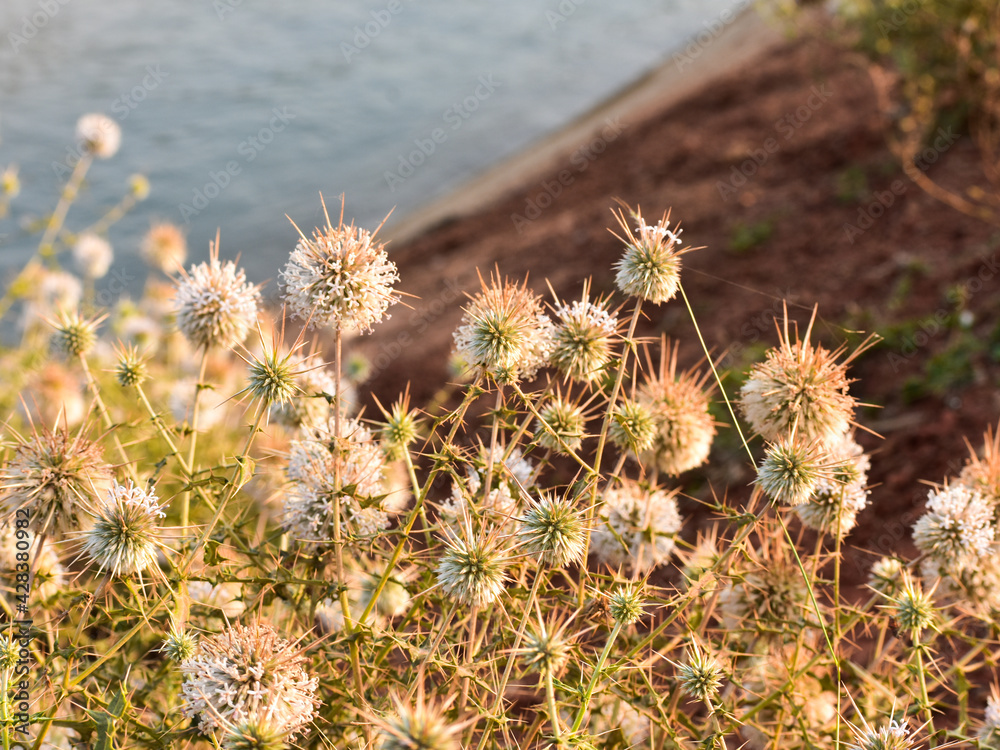 Obraz premium Spiny Globe Thistle (Echinops Spinosissimus)