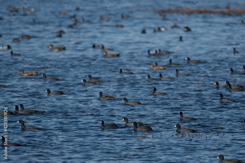 American Coots across the water in a refuge