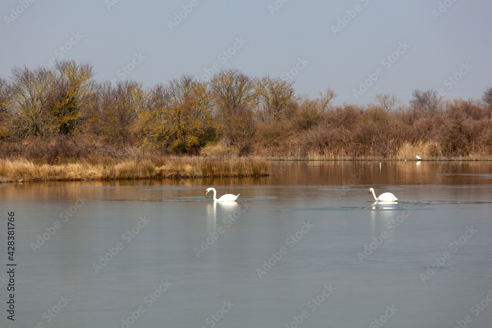 Swan in the Nature reserve of Valle canal Novo