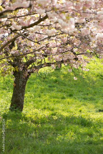 Eine Hochformataufnahme eines schönen in rosa und weiß blühenden Baumes auf einem Feld im Frühling