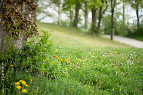 Frühlingshafte Wiese in einem Park. Im Hintergrund sieht man eine Frau, die mit Ihrem Hund spazieren geht