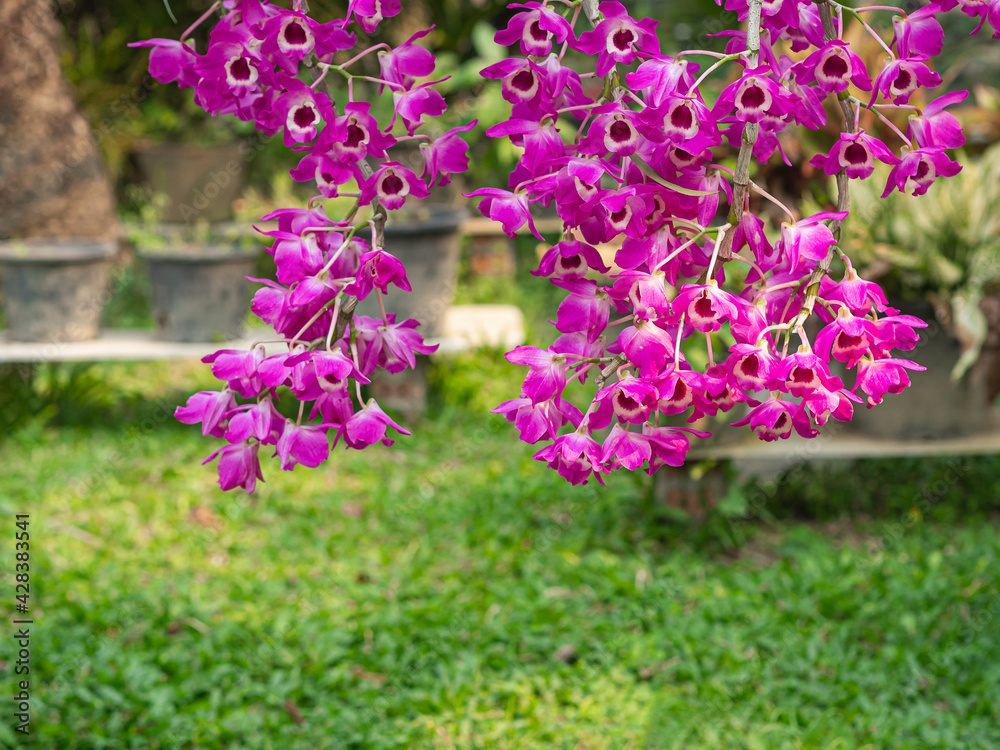 Beautiful purple orchids are blooming in the garden with nature background. Space for text Beautiful purple orchids are blooming in the garden with nature background. Space for text