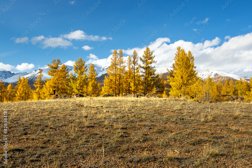 Fototapeta premium Autumn landscape in the mountains