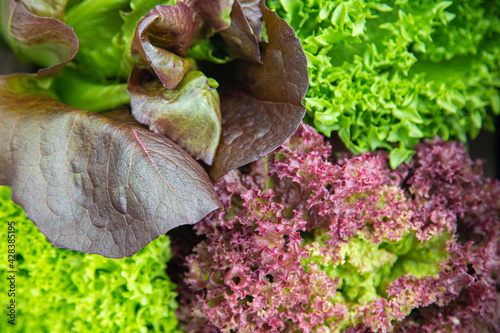 Fresh salad lettuce leaves closeup. Different varieties