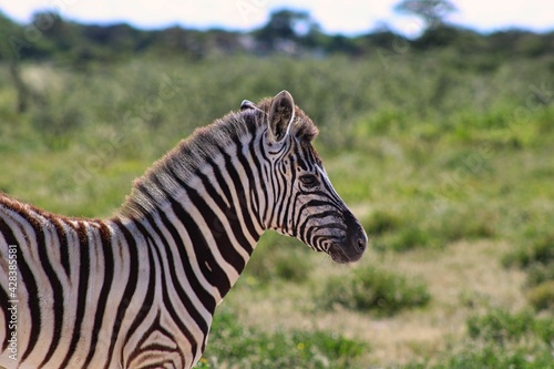 Zebra in Etosha National Park in Namibia close to Namutoni Gate