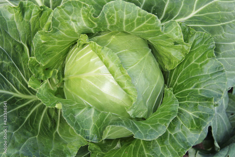 Fresh green cabbage maturing heads in a farmer's field. Organic vegetable on an organic farm. The concept of agriculture. Healthy and healthy food for humans. Growing cabbage. Fresh green cabbage maturing heads in a farmer's field. Organic vegetable on an organic farm. The concept of agriculture. Healthy and healthy food for humans. Growing cabbage.