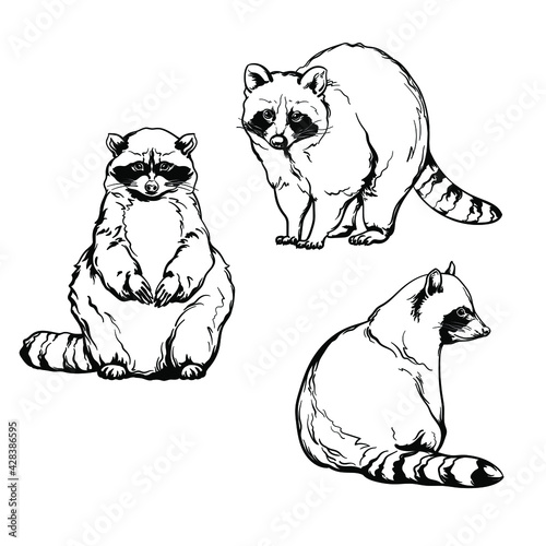Raccoons, black and white drawing. Vector set of raccoons isolated on a white background.
