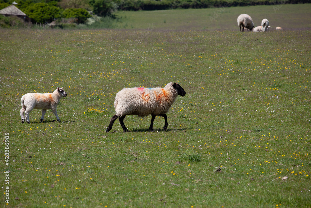 Fototapeta premium sheep and lambs