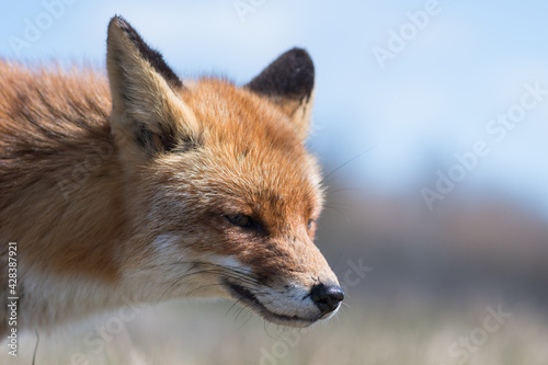 A close up of a beautiful red fox, photographed in the dunes of the Netherlands. © Tim