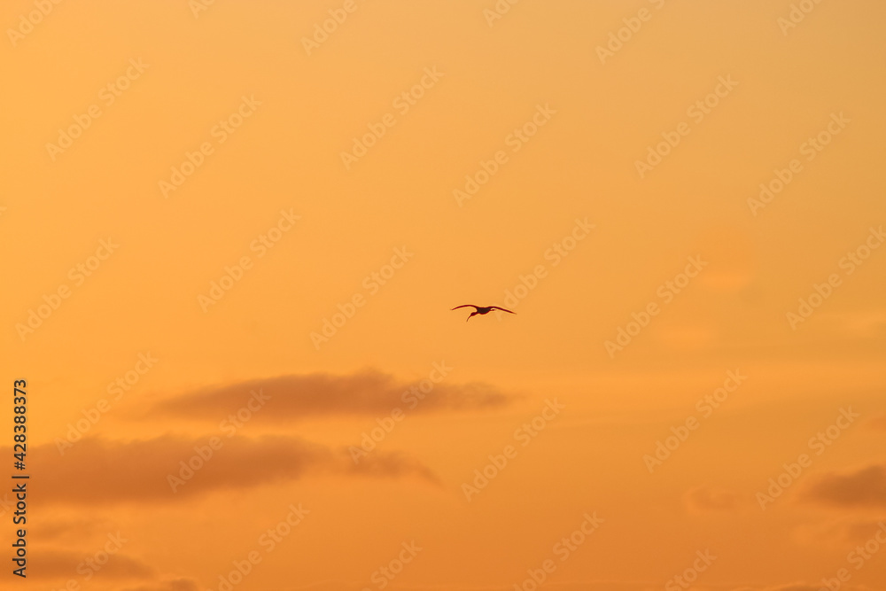 Bird flying in the sunset sky Bird flying in the sunset sky