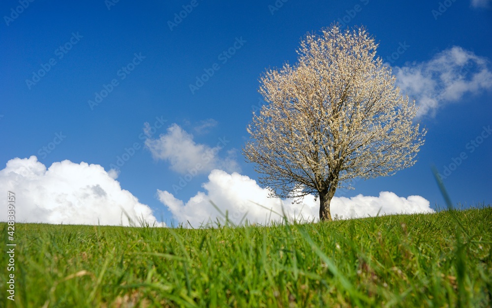 Fototapeta premium Baum auf einer Frühlingswiese