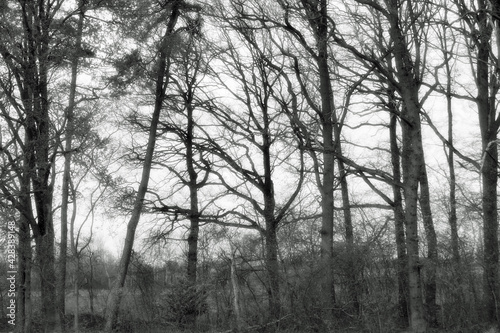 Black-white  Leafless tree trunks at the edge of the forest in winter