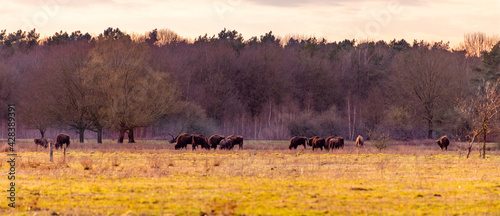 Wisent grazing in the maashorst in the dutch spring.