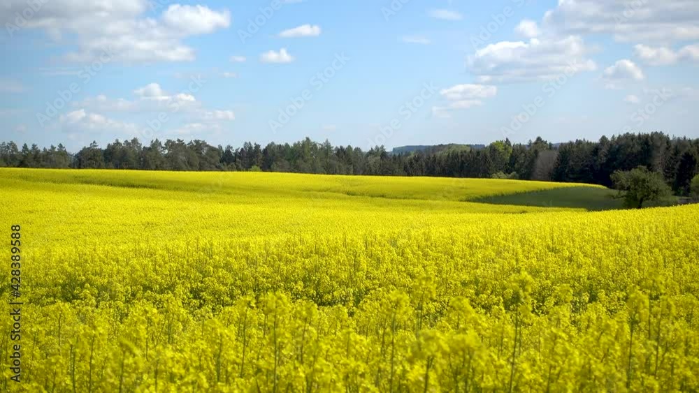 Leichte, wandernde Schatten über ein gelb blühendes, hügeliges Rapsfeld vor einem Wald im Frühling