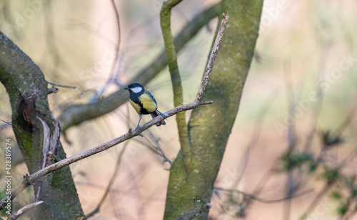 great tit on a branch photo