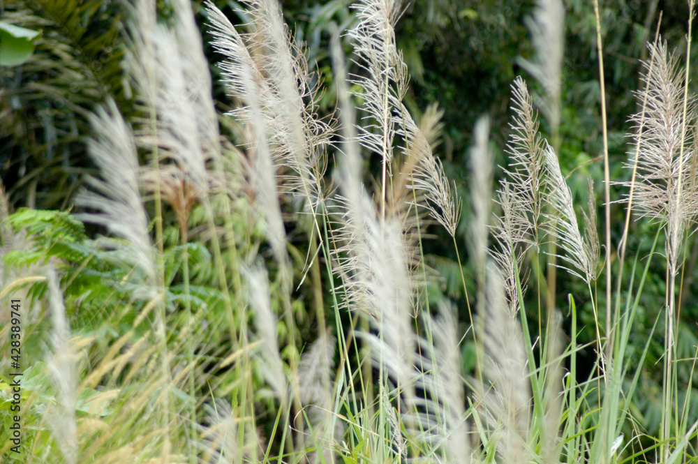 Tall white grass in a field