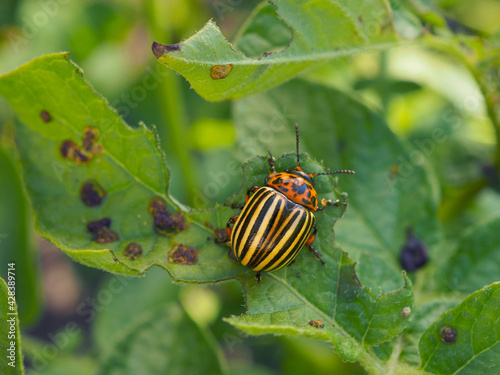 Colorado beetle sitting on a pitted potato leaf. Focus on the pest's head. Bug eating a plant. Close-up. Bright illustration about insects, pests of agricultural plants and gardening. Macro