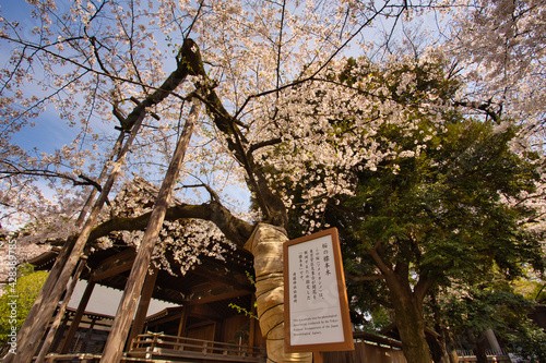靖国神社の桜の標本木
