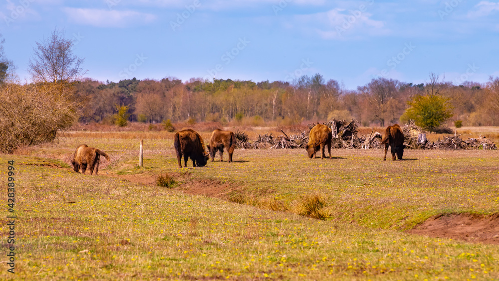 Wisent grazing in the maashorst in the dutch spring.