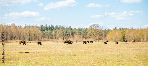 Wisent grazing in the maashorst in the dutch spring. © Kevin