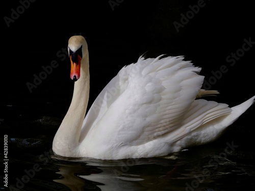 Fototapeta Naklejka Na Ścianę i Meble -  Mute swan in Thames river on the dark background.