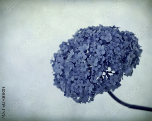 Schneeballblüte bleu
