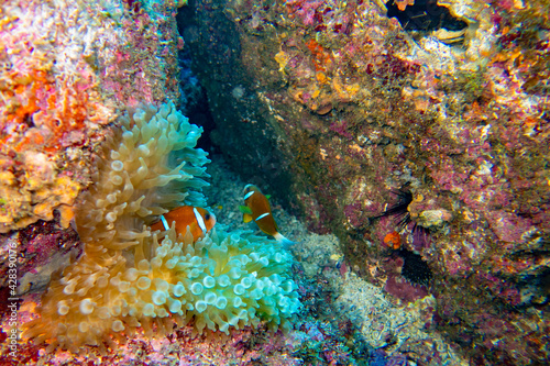 great barrier reef anemone fish in sea anemone