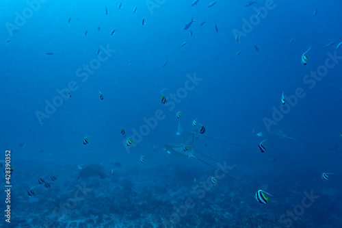A group of white-spotted eagle rays an a school of fish