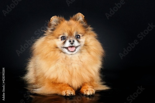 old Pomeranian spitz isolated on black 