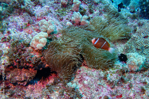 great barrier reef anemone fish in sea anemone photo