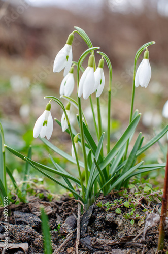 First Early spring flowers. Beautiful white snowdrops bloom in the garden. Botanical photography. Galanthus nivalis.