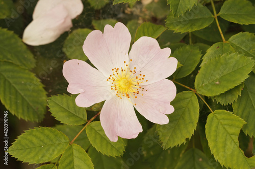 Closeup shot of blooming Sweet-Brier flower photo