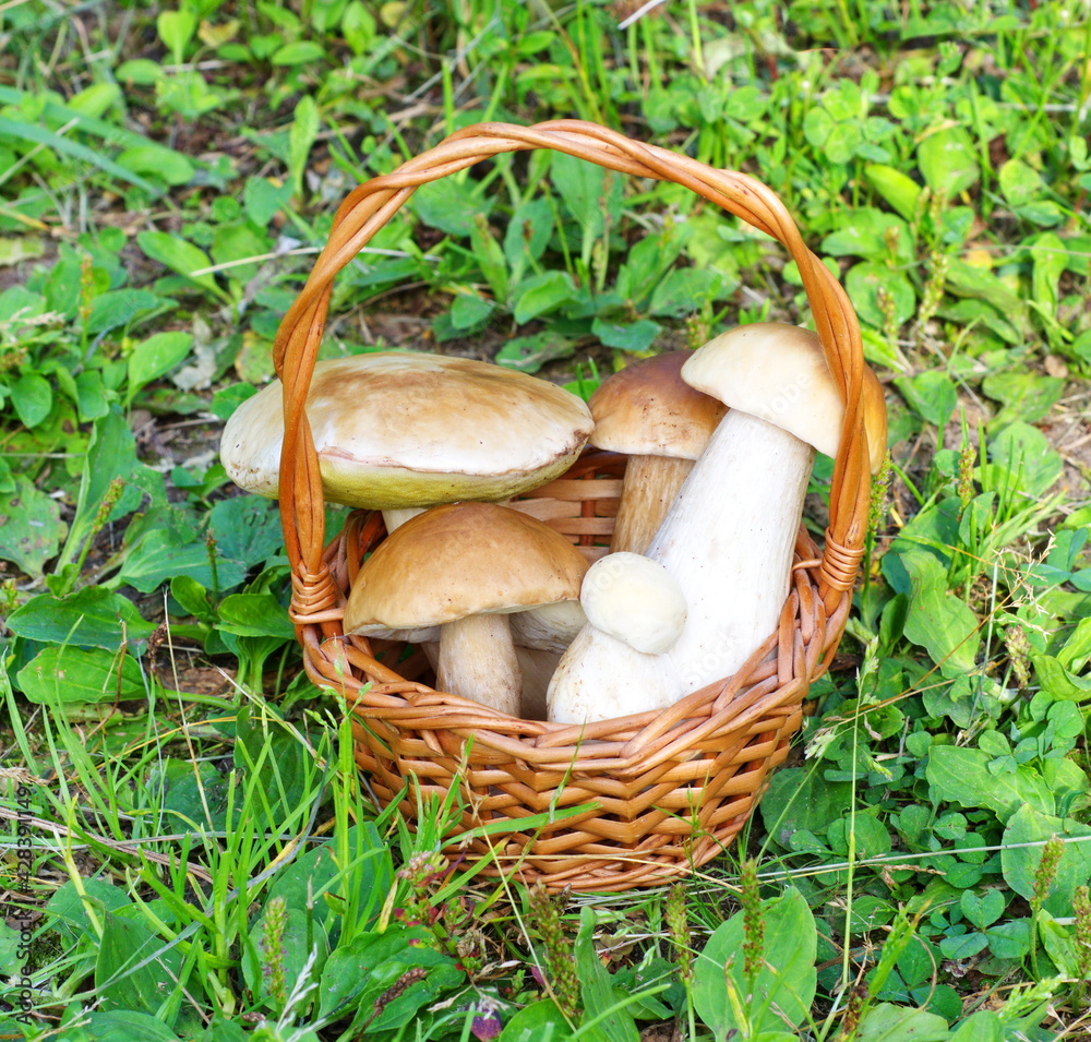 Porcini mushrooms (lat. Boletus edulis) in a basket on the grass