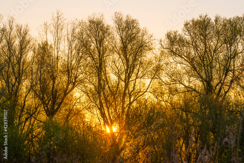 Trees in bright orange yellow sunlight at sunrise in spring, Almere, Flevoland, The Netherlands, April 17, 2021