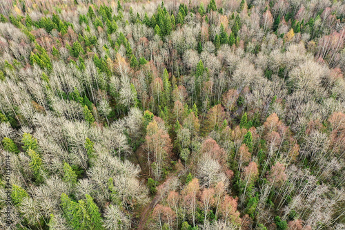 autumn forest without leaves top view with drone, nature background landscape