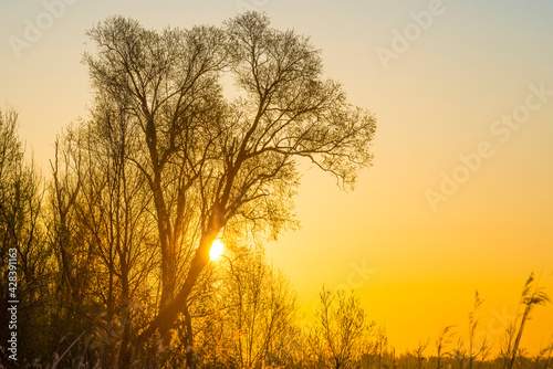 Trees in bright orange yellow sunlight at sunrise in spring, Almere, Flevoland, The Netherlands, April 17, 2021