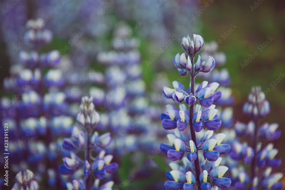 Obraz premium Lupine flowers in Iceland