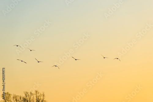 Flock of geese flying in a bright blue yellow sky over nature in sunlight at sunrise in spring, Almere, Flevoland, The Netherlands, April 17, 2021